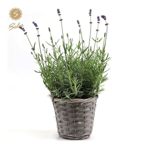 Lavandula angustifolia 'Felice'