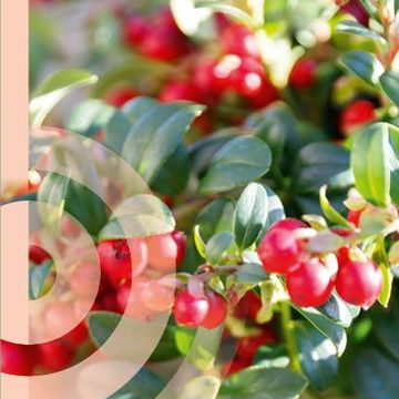 Vaccinium vitis-idaea FIREBALLS