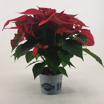 Euphorbia pulcherrima CHRISTMAS FEELINGS