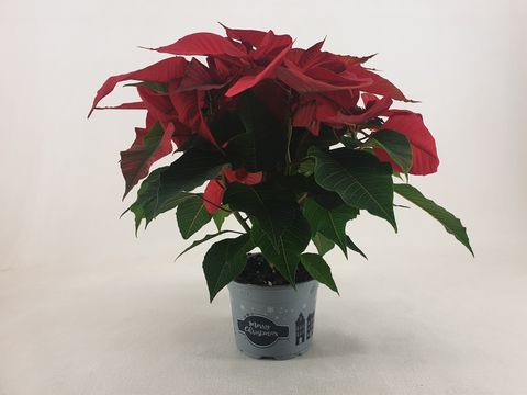 Euphorbia pulcherrima CHRISTMAS FEELINGS