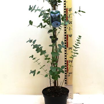 Eucalyptus gunnii
