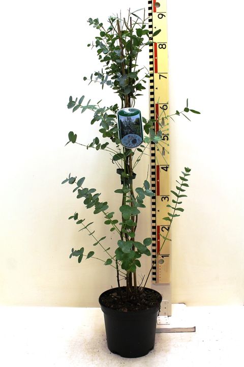 Eucalyptus gunnii