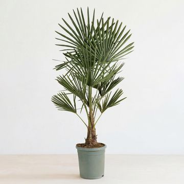 Trachycarpus fortunei
