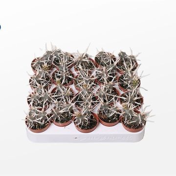 Tephrocactus aoracanthus