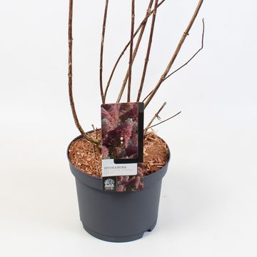 Hydrangea paniculata SUNDAE FRAISE