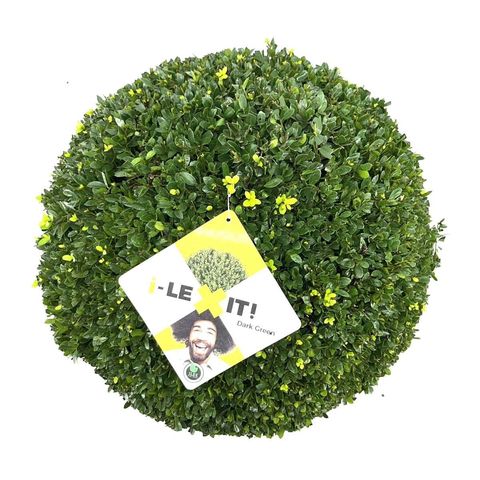 Ilex crenata DARK GREEN