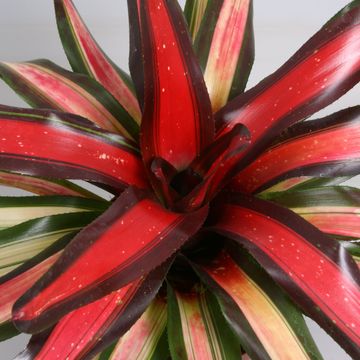 Neoregelia 'Piemento'