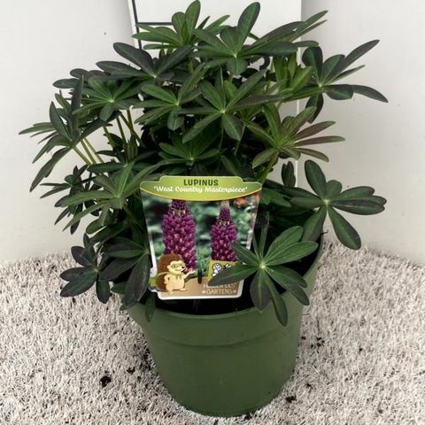 Lupinus WEST COUNTRY MASTERPIECE