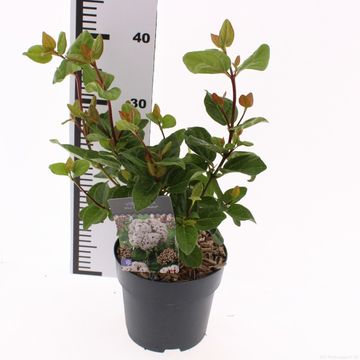 Viburnum tinus 'Rock 'n Rolla'