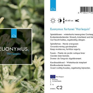 Euonymus fortunei 'Harlequin'