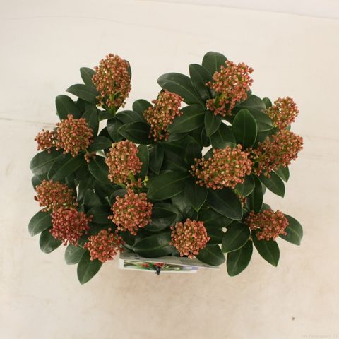 Skimmia japonica 'Celebrations'