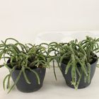 Rhipsalis baccifera horrida