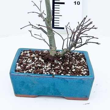 Acer palmatum 'Deshôjô'