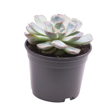 Echeveria 'Shira'