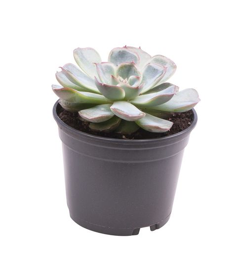 Echeveria 'Shira'