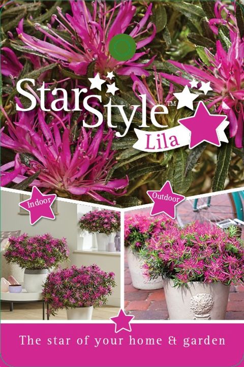 Rhododendron STARSTYLE LILAC (AJ)