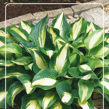 Hosta 'Чейн Лайтнинг'