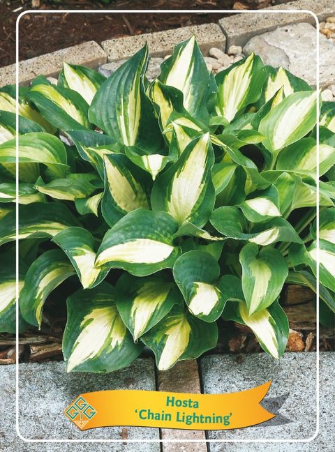 Hosta 'Чейн Лайтнинг'