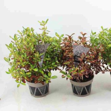 Coprosma RAU KARA MIX