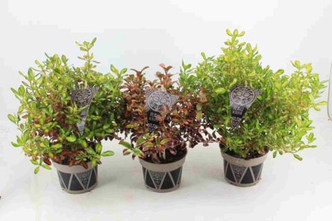 Coprosma RAU KARA MIX