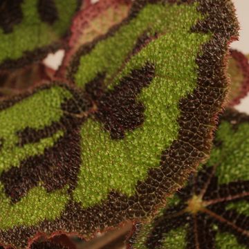 Begonia masoniana 'Mountain'