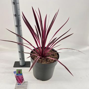 Cordyline australis PINK PASSION
