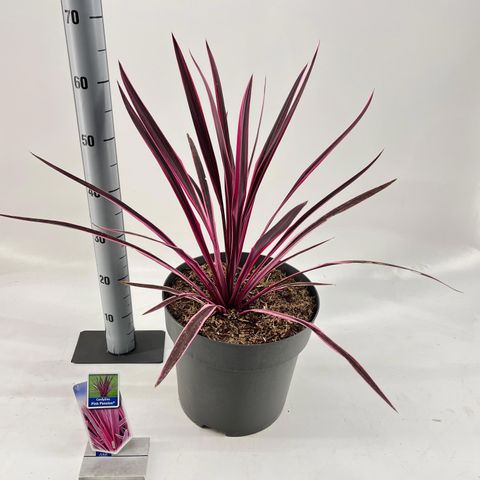 Cordyline australis PINK PASSION