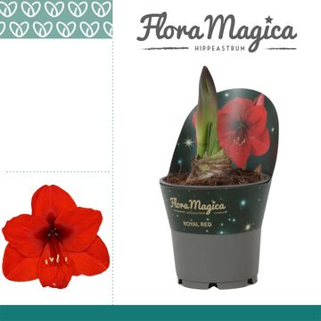 Hippeastrum 'Royal Red'