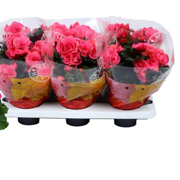 Begonia BERSEBA