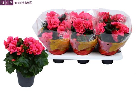 Begonia BERSEBA