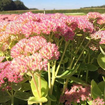 Sedum 'Herbstfreude'