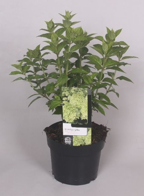 Hydrangea paniculata 'Limelight'