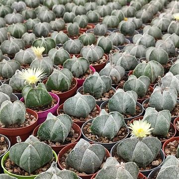 Astrophytum myriostigma quadricostatum