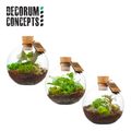 Arranjo Terrarium