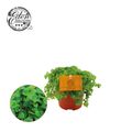 Pilea depressa