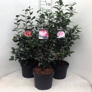 Camellia japonica MIX