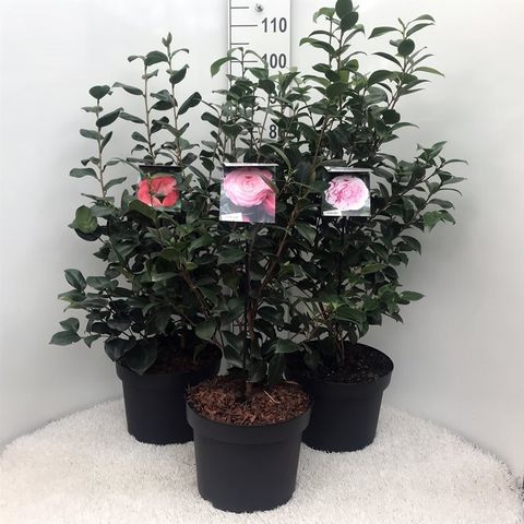 Camellia japonica MIX