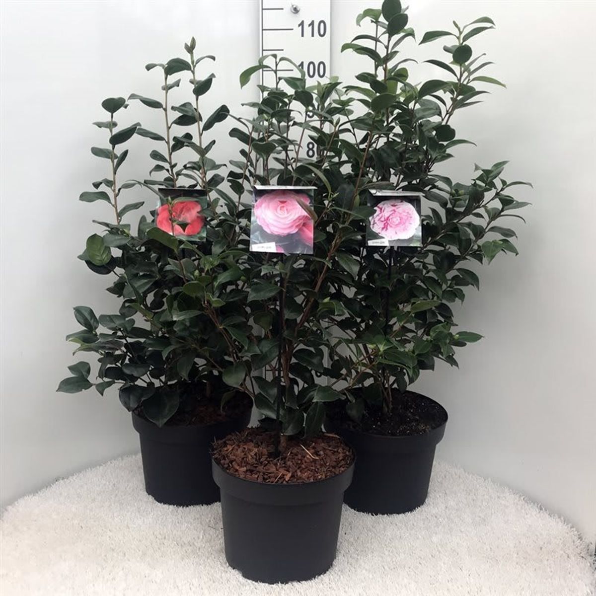 Camellia japonica MIX — Plant Wholesale FlorAccess