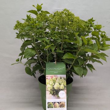 Hydrangea paniculata GARDENLIGHTS GREENLIGHT