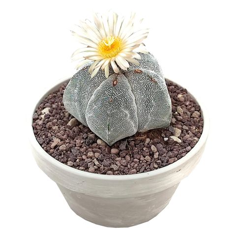 Astrophytum myriostigma 'Onzuka'