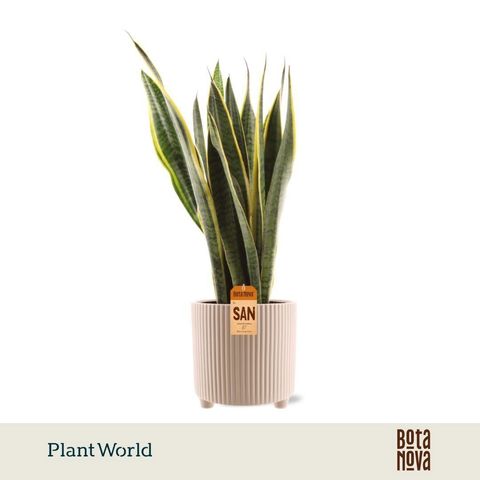 Sansevieria trifasciata 'Laurentii'