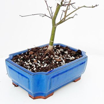 Acer palmatum 'Beni-maiko'