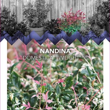 Nandina domestica 'Twilight'