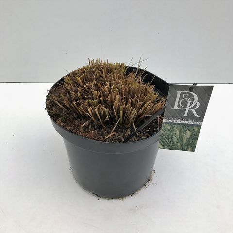 Pennisetum alopecuroides 'Hameln'