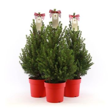 Picea glauca DECEMBER