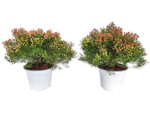 Chamelaucium uncinatum