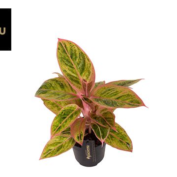 Aglaonema 'Salmon Fantasy'