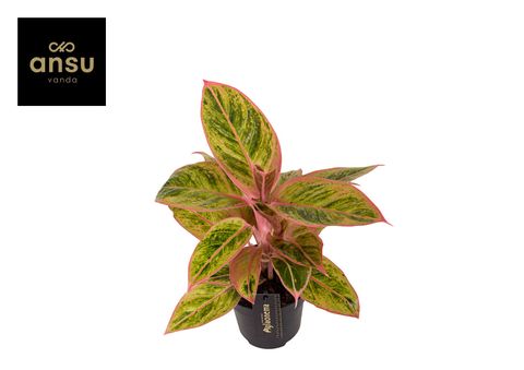 Aglaonema 'Salmon Fantasy'