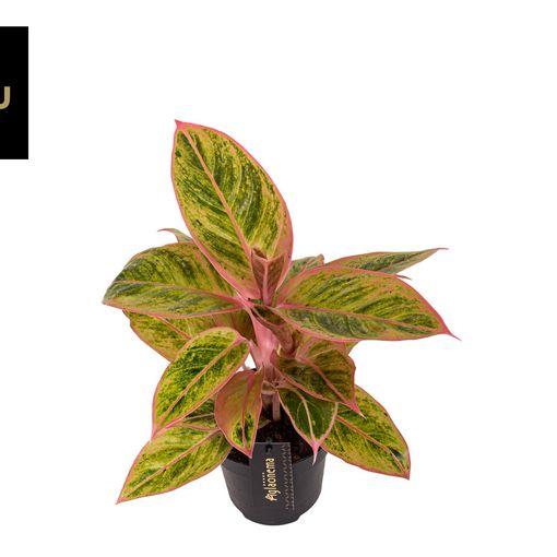 Aglaonema 'Salmon Fantasy'