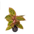 Aglaonema 'Salmon Fantasy'